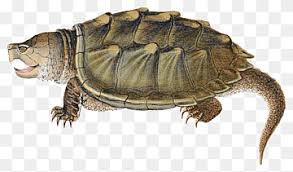 Check spelling or type a new query. Turtle Soup Png Images Pngwing