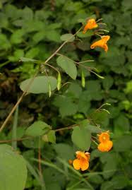 Image result for Impatiens zombensis
