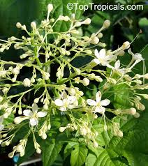 Image result for Clerodendrum pusillum