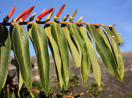 Image result for Xylopia acutiflora