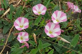 Image result for Convolvulus arvensis