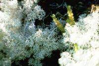 How To Care For Lichens Hunker Lichen Moss Lichen Growing Moss