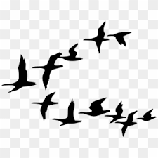Browse svg vectors about birds silhouette term. Birds Silhouette Bird Vector Png Transparent Png 600x564 131094 Pngfind