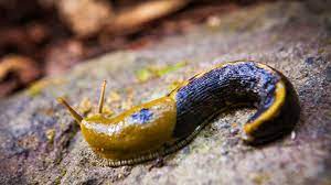 10 Slippery Facts About Slugs Mental Floss