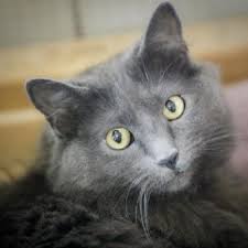 Long Haired Cat Breeds Russian Blue Cat Russian Blue Blue Cats