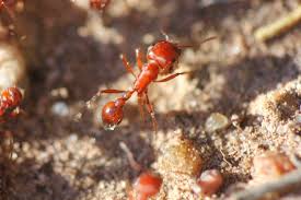 We did not find results for: Using Borax Powder To Kill Ants Ants Com