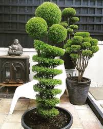 20 Fantastic Bonsai Garden Ideas For Outdoor Trendhmdcr Beautiful Flowers Garden Plants Bonsai Plants