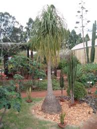Image result for Beaucarnea recurvata