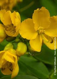 Image result for Senna floribunda
