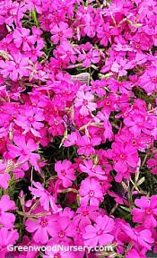 Creeping phlox is a versatile, easy to grow groundcover for full sun. Red Creeping Phlox Greenwood Nursery