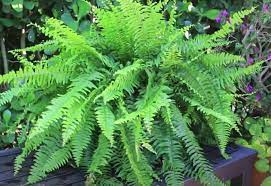 Maybe you would like to learn more about one of these? How To Grow Boston Fern Plants Outside Gardening Channel