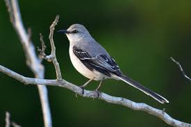 Northern Mockingbird Brown Bird With White Stripes On Wings And Tail Northern Mockingbird Birds Online Bird Species Birds