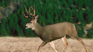 S R Hunting Outlook 2020 Washington Big Game Hunters Have Opportunity For Harvest The Spokesman Review
