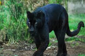 See more ideas about black panther, panther, panther cat. Black Panther Strange Animals