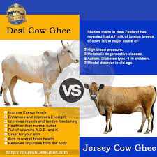 Life Cycle Of Desi Cow Sureshfoods Com