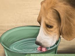 Dogs with fevers can have wet noses, and healthy dogs can have dry noses, so this isn't the smoking gun that solves the fever mystery. How To Take A Dog S Temperature Without Using A Thermometer Mintbowl Dog Wheelchair India Handicap Paralyzed Disabled Dogs Cats Labrador German Shepherd Pomeranian Pug Dachshund Wheelchair Dog Wheelchairs India