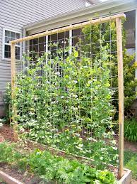 These diy trellis ideas will help you revamp your garden in a jiff. Our Snap Pea Trellis 7 Ft Garden Trellis Diy Garden Trellis Vegetable Garden Design