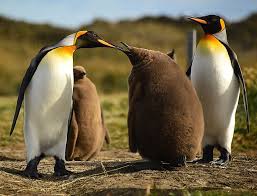 Emperor penguins are the largest penguins in the world. Emperor Penguin Facts Worldatlas