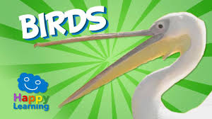 Make stale bread bird feeders! Birds Educational Video For Kids Youtube