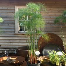 Image result for Cyperus papyrus