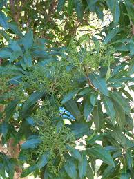 Image result for Nuxia