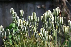 Image result for Albuca sp. no. 1