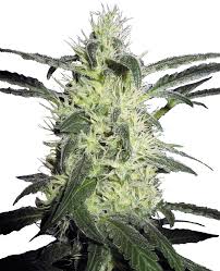 It is an interesting take on an age old question (i'll keep that question hidden as to not. Silver Haze Regular Seeds Sensi Seeds Uk