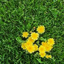 How to prevent weeds from growing in your lawn. How To Get Rid Of Dandelions Chemical Free Ways To Kill Dandelions