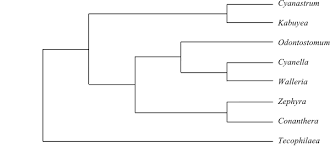 Image result for Zygotritonia atropurpurea