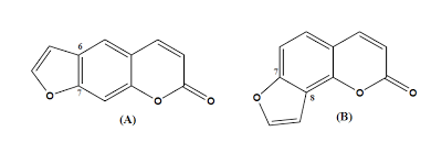 Image result for Gnidia burchellii