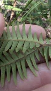 Image result for Sticherus flagellaris