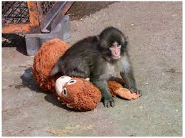 十：當猴子們都躁動，跑到門口抓著門，代表飼育員快要出來放飯了！飼育員一出來，パンチ(Punchi)就會抓著飼育員的腳，撒嬌，然後在放飯結束前，爬到飼育員的肩膀上，然後，パンチ(Punchi)就會被帶出場一下子。所以會有一段時間沒有パンチ(Punchi)可以鎖定。但其他的猴子也 ...