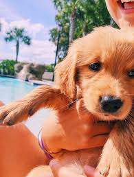 Vsco Teenthings Baby Animals Pictures Cute Dog Pictures Cute Puppies