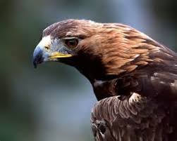 Image result for wild animals in nigeria