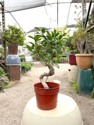 25cm Ficus Tree in Plastic Grower Pot