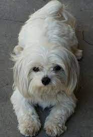 The shop also has a full boutique to make sure that a puppy has all the necessary accessories. Lost Dog Pet Male Maltese Beverly Rampart Silver Lake Losing A Dog Dogs Pet Dogs