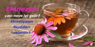 Ekinezyanin Faydalari Nelerdir Ekinezya Cayi Neye Iyi Gelir
