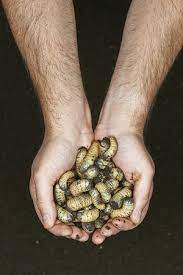 How To Get Rid Of Grubs Garden Grubs Aerate Lawn Lawn Care Tips
