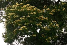 Image result for Julbernardia