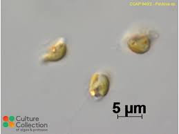 Image result for Peponium sp. A