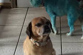 You can look at the address on the map. Mid City Animal House Dog Daycare Boarding