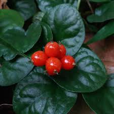 Image result for Geophila repens