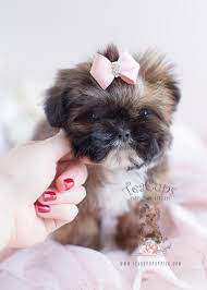Are babies are never caged & they all live with us as a family. Shih Tzu Puppy For Sale At Teacups Puppies South Florida Teacup Puppies Boutique