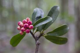 Image result for Symphonia globulifera