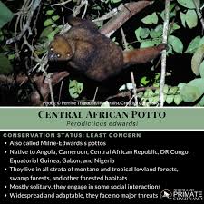 Image result for Platostoma africanum
