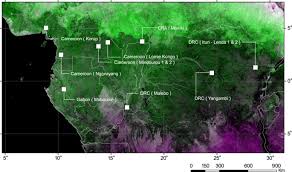 Image result for Oubanguia africana