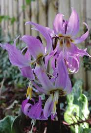 Image result for Microglossa densiflora