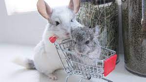 Cute Chinchillas in Shopping Cart HD Wallpaper