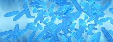 Maybe you would like to learn more about one of these? What Magnification Do I Need To See Bacteria Westlab