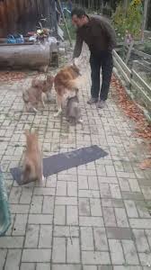 Les chiens de traineaux sont emblématique du grand nord. Reve De Nord Chiens De Traineau Accueil Facebook